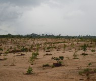 Afforestation of sand tailings in Sierra Leone.jpg